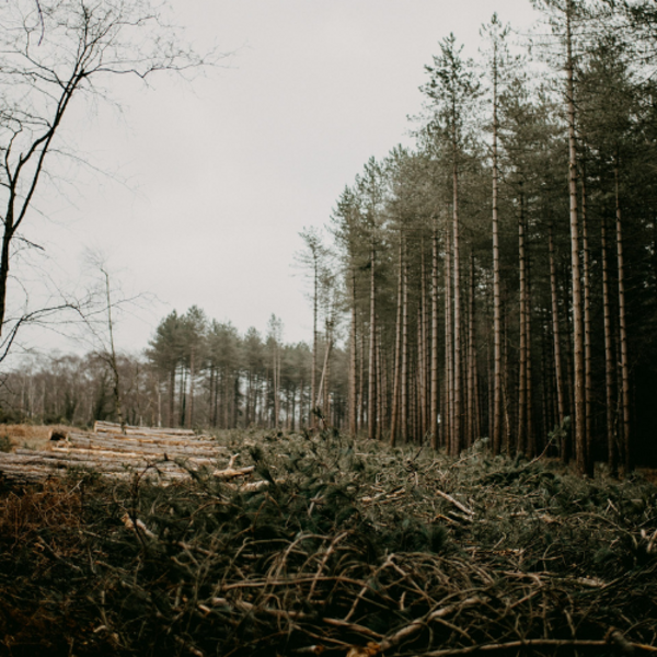 Foto von Annie Spratt auf Unsplash Heidewald Schieferegg - Umweltarbeit in der Diözese Linz