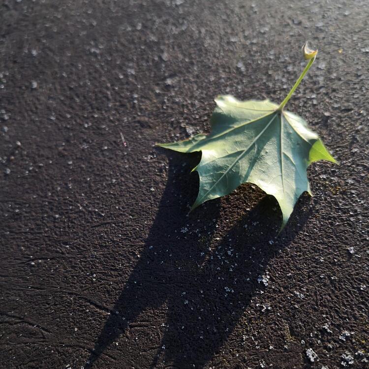 gefallenes Blatt