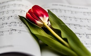 Noten u, Tulpe