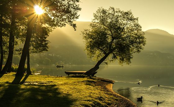 Baum am Wasser
